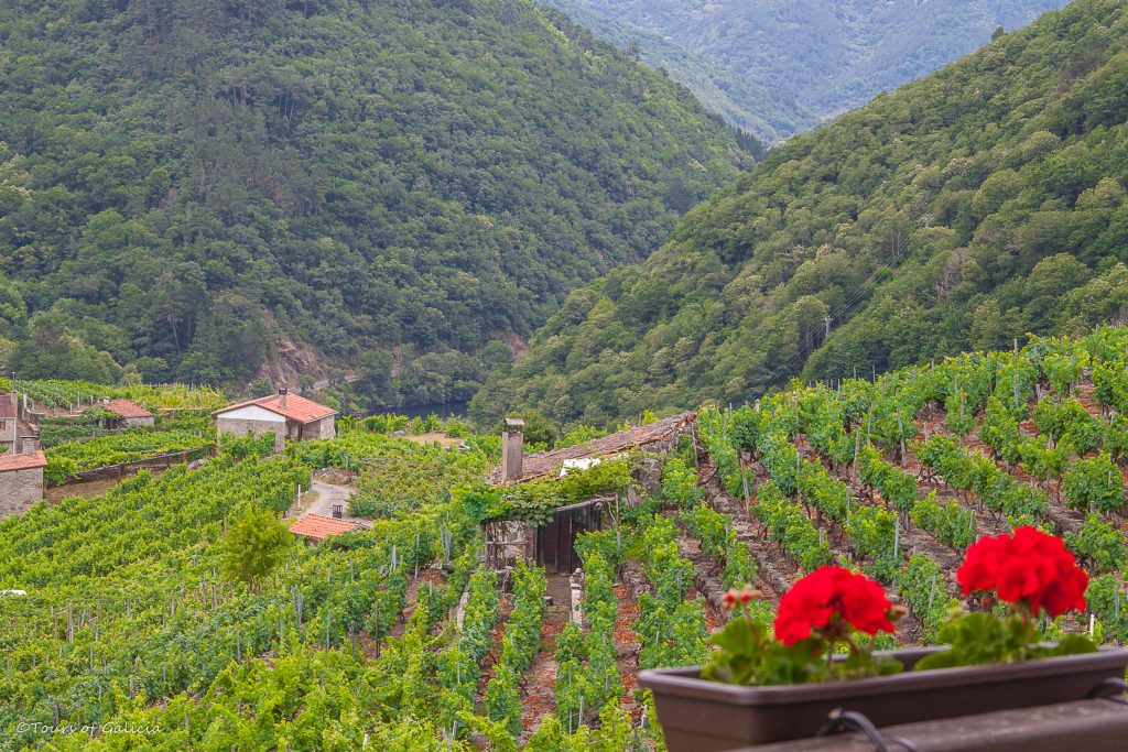 Ribeira Sacra Vineyards